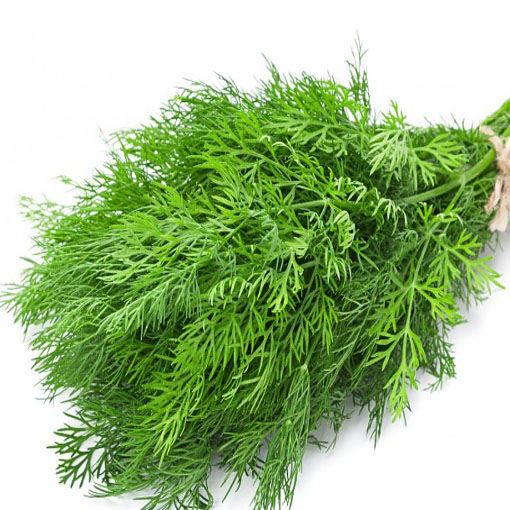 Koperek karłowaty balkonowy, Anethum