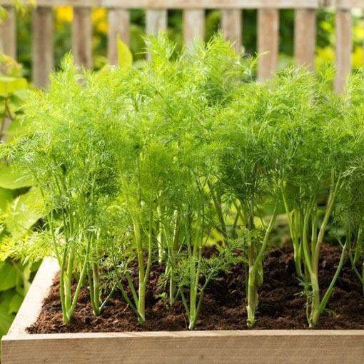 Koperek karłowaty balkonowy, Anethum