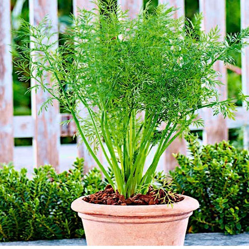 Koperek karłowaty balkonowy, Anethum