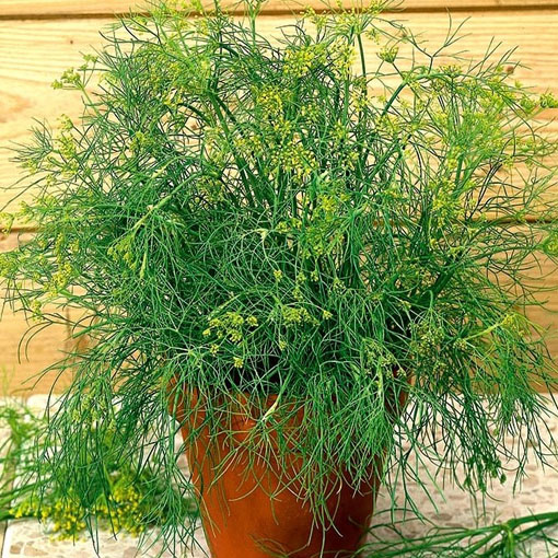 Koperek karłowaty balkonowy, Anethum