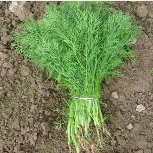 Koperek karłowaty balkonowy, Anethum