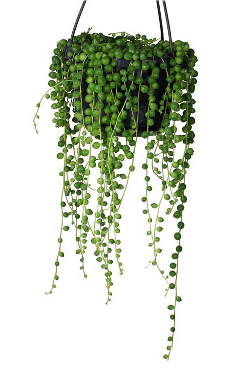 Koraliki Starzec Rowleyanus wiszące oczyszcza powietrze Pearl Chlorophytum