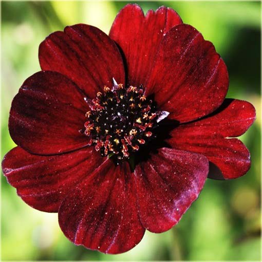 Kosmos czekoladowy cosmos Cosmos