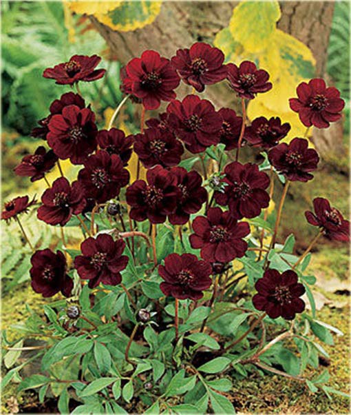 Kosmos czekoladowy cosmos Cosmos