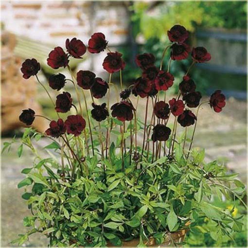 Kosmos czekoladowy cosmos Cosmos