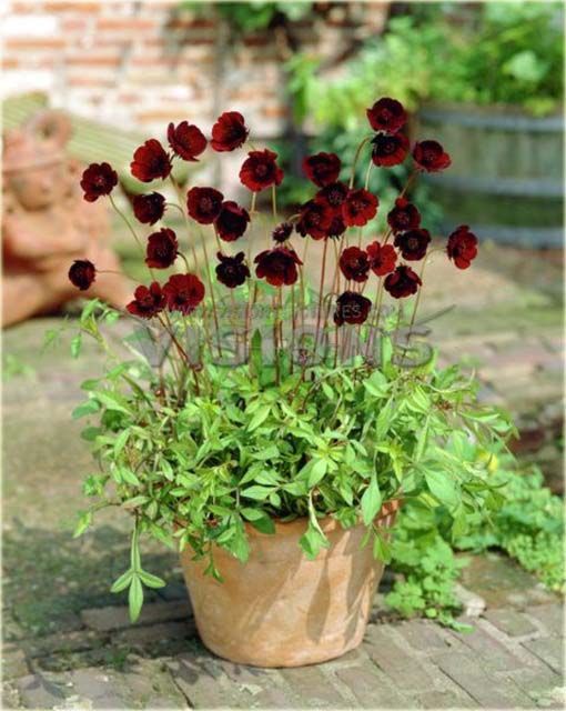 Kosmos czekoladowy cosmos Cosmos