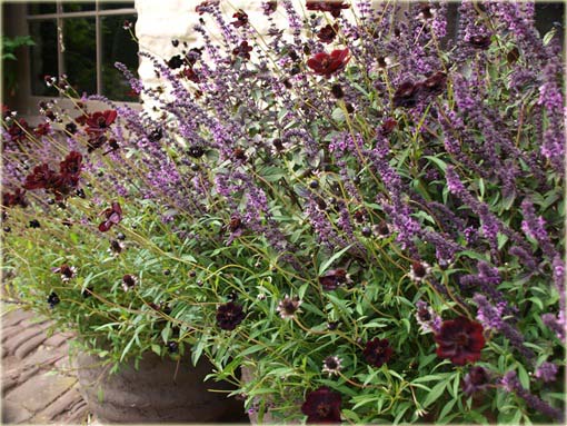 Kosmos czekoladowy cosmos Cosmos