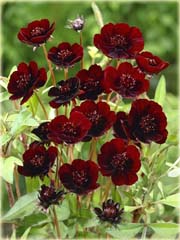 Kosmos czekoladowy cosmos Cosmos
