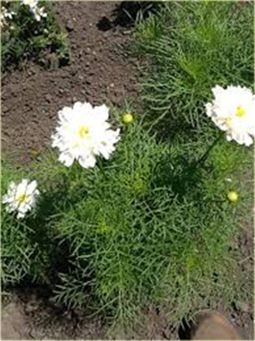 Kosmos podwójny biały cosmos