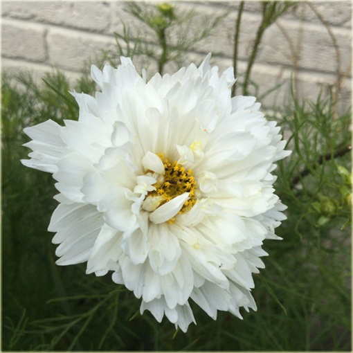 Kosmos podwójny biały cosmos