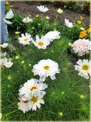 Kosmos podwójny biały cosmos