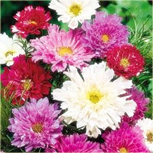 Kosmos podwójny fioletowy cosmos