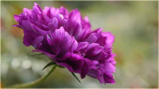 Kosmos podwójny fioletowy cosmos