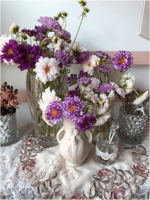 Kosmos podwójny fioletowy cosmos