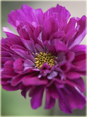 Kosmos podwójny fioletowy cosmos