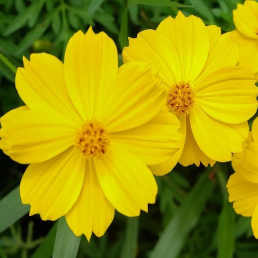 Kosmos żółty cosmos odętek, Cosmos yellow, Cosmos Bipinnatus
