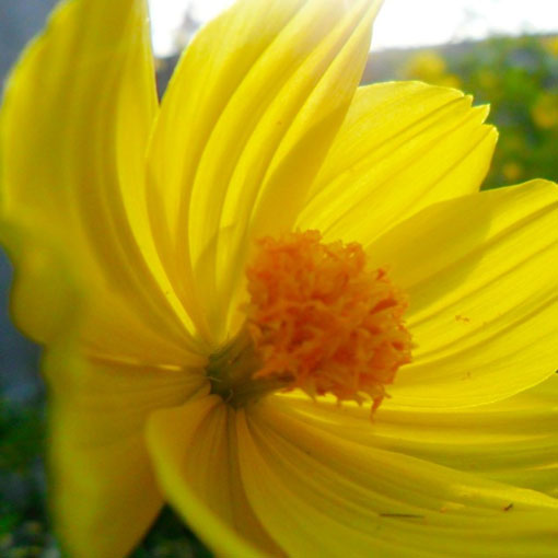 Kosmos żółty cosmos odętek, Cosmos yellow, Cosmos Bipinnatus