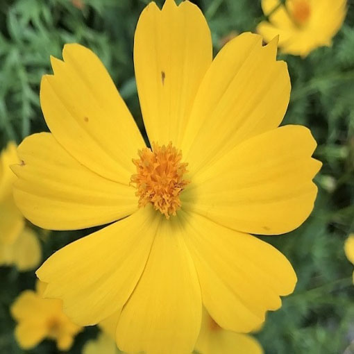 Kosmos żółty cosmos odętek, Cosmos yellow, Cosmos Bipinnatus