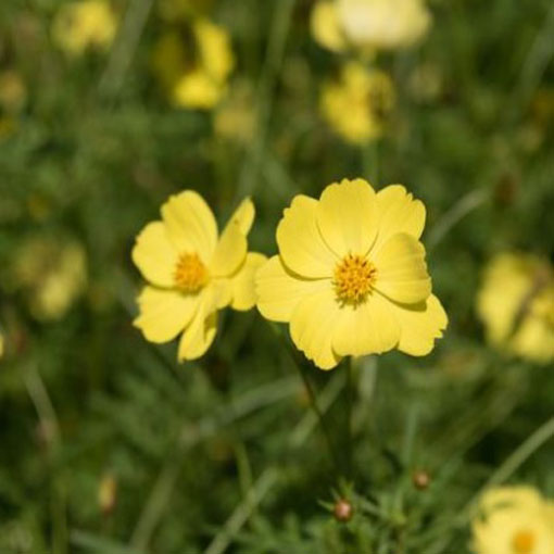 Kosmos żółty cosmos odętek, Cosmos yellow, Cosmos Bipinnatus