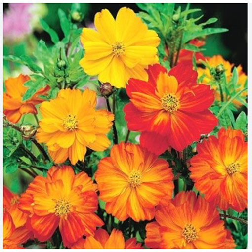 Kosmos żółty cosmos odętek, Cosmos yellow, Cosmos Bipinnatus