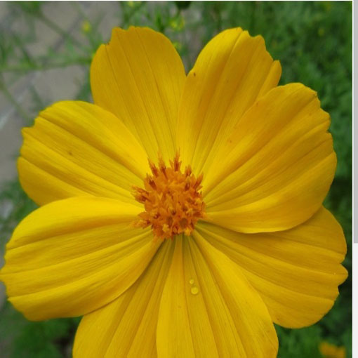 Kosmos żółty cosmos odętek, Cosmos yellow, Cosmos Bipinnatus