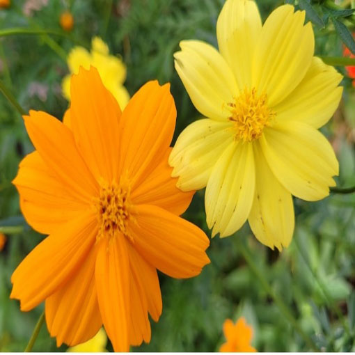 Kosmos żółty cosmos odętek, Cosmos yellow, Cosmos Bipinnatus