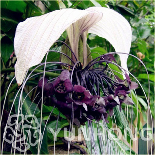 Krąpiel Chantriera kwiat nietoperz Cats Whiskers