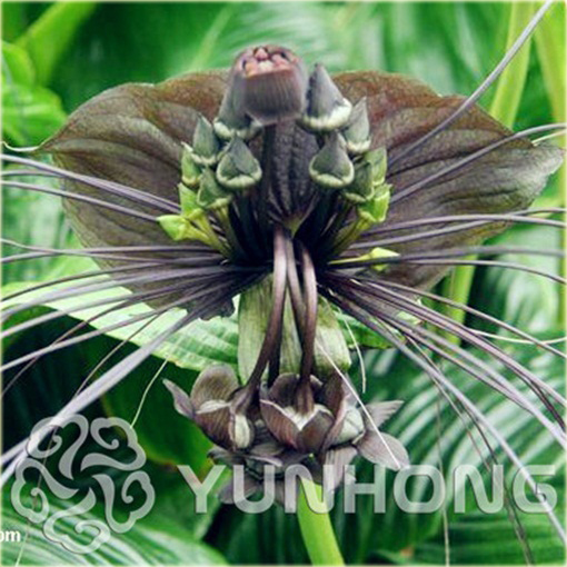 Krąpiel Chantriera kwiat nietoperz Cats Whiskers