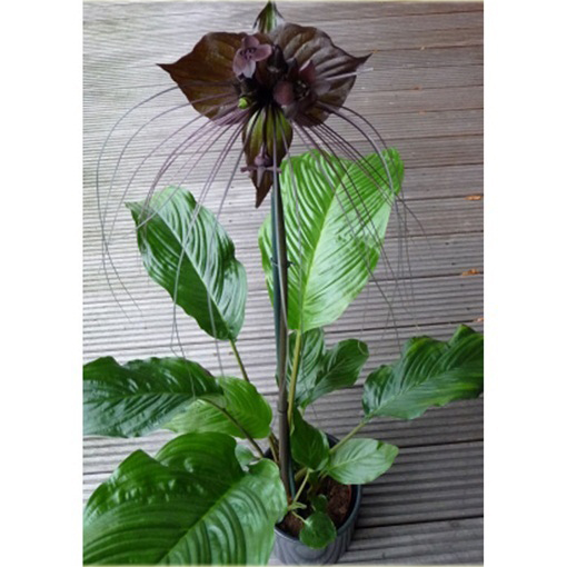 Krąpiel Chantriera kwiat nietoperz Cats Whiskers