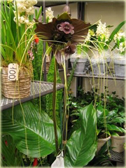 Krąpiel Chantriera kwiat nietoperz Cats Whiskers