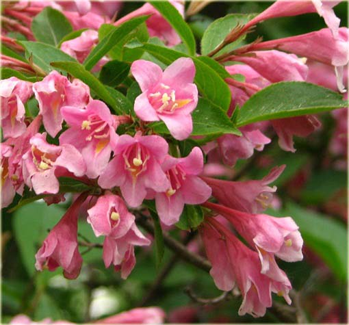 Krzewuszka cudowna Weigela mix