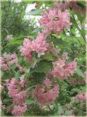 Krzewuszka cudowna Weigela mix
