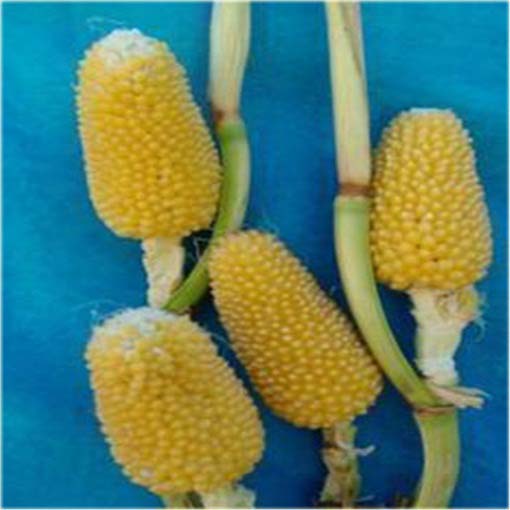 Kukurydza ananasowa