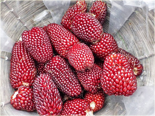 Kukurydza czerwona mini super słodka sałatkowa lub na surowo