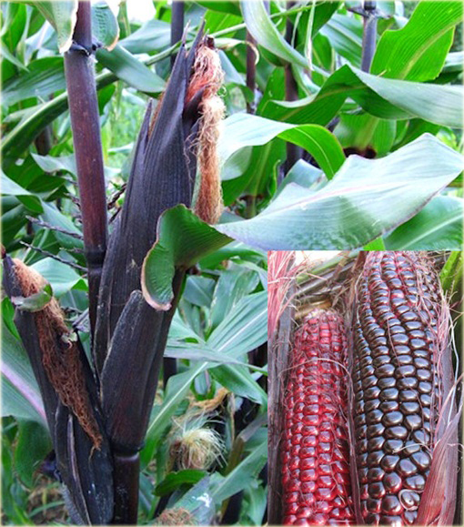 Kukurydza czerwona mini super słodka sałatkowa lub na surowo