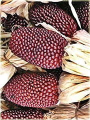 Kukurydza czerwona mini super słodka sałatkowa lub na surowo
