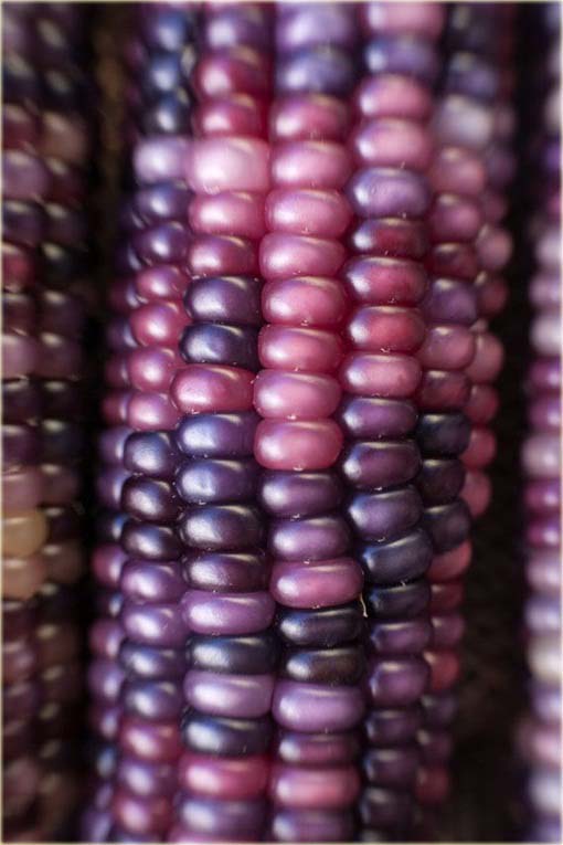 Kukurydza filetowa tęcza