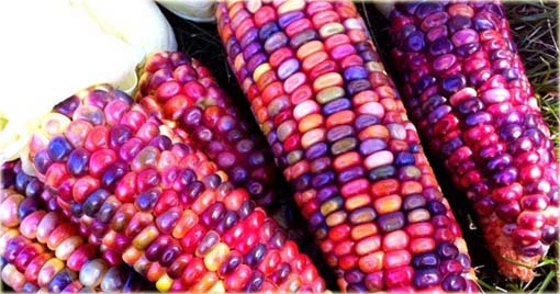 Kukurydza filetowa tęcza