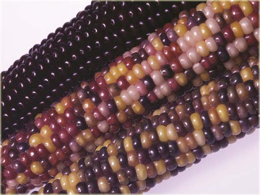 Kukurydza filetowa tęcza