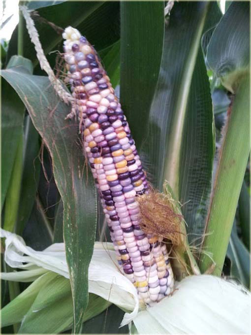 Kukurydza filetowa tęcza