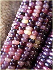 Kukurydza filetowa tęcza
