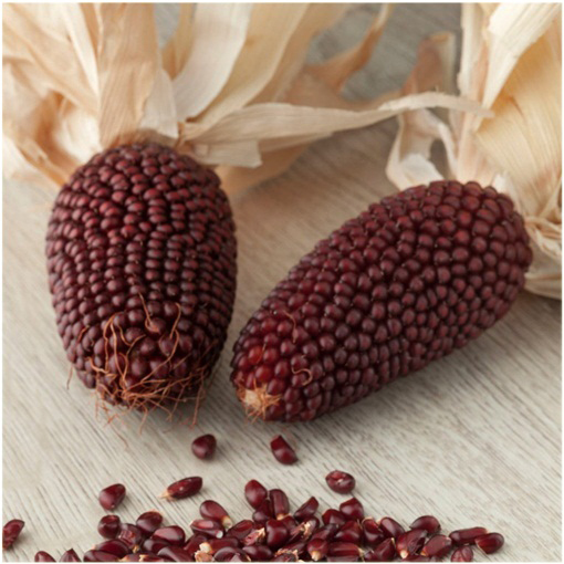 Kukurydza na popcorn czerwona Red Corn bez GMO