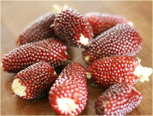 Kukurydza na popcorn czerwona Red Corn bez GMO