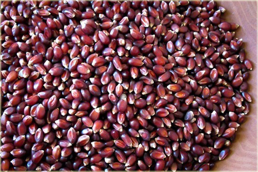 Kukurydza na popcorn czerwona Red Corn bez GMO