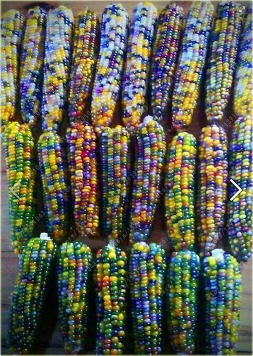 Kukurydza wielokolorowa Tęcza