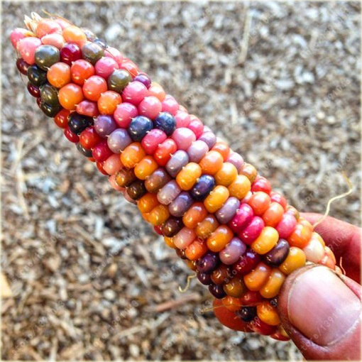 Kukurydza wielokolorowa Tęcza