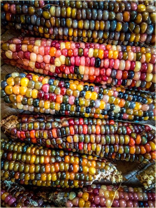 Kukurydza wielokolorowa Tęcza