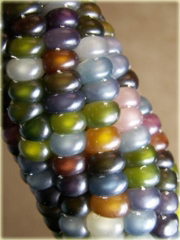 Kukurydza wielokolorowa Tęcza
