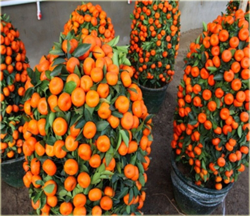 Kumkwat Kumquat brat mandarynki
