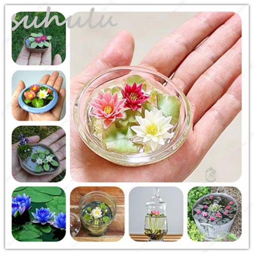 Kwiat lotosu mini mix kolorów